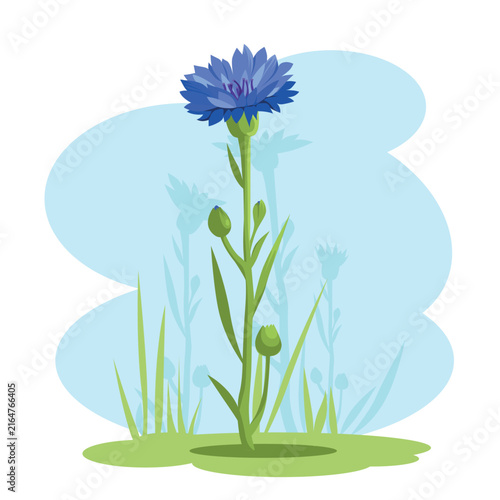 Vector Illustration of Single Blue Cornflower Wildflower Blooming in Meadow Field