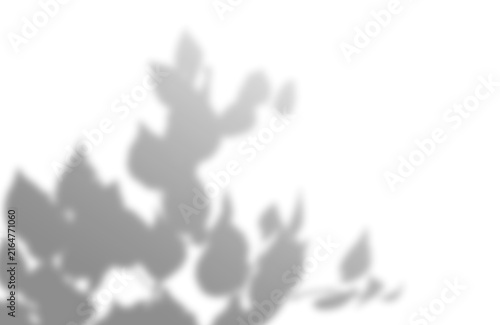 Fotografie Soft organic foliage shadow overlay cast with delicate natural shadow on transpa