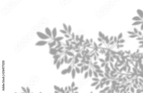 Soft natural tree foliage leaf shadow overlay with botanical shadow cast on transparent background