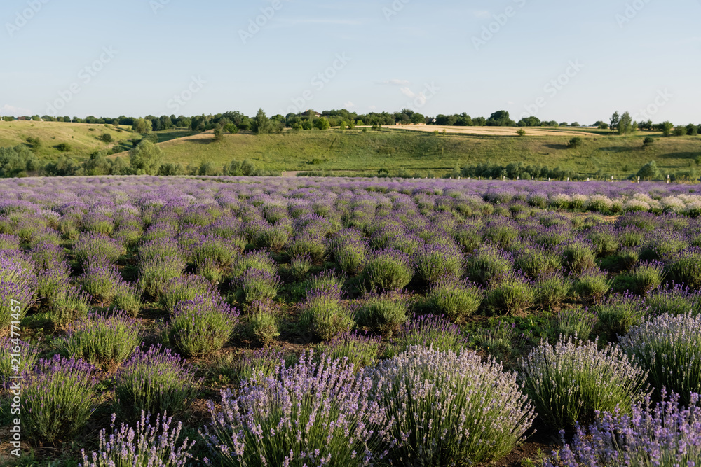 Naklejka premium A stunning view of a lavender field in full bloom during a sunny summer day