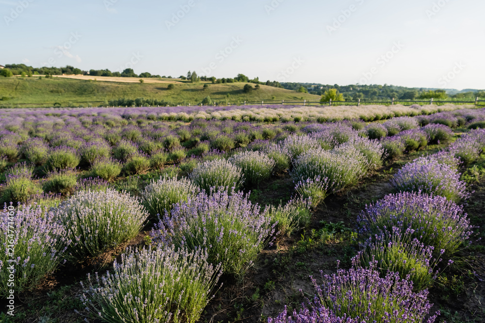 Naklejka premium A peaceful view features vibrant lavender blooms stretching across the countryside