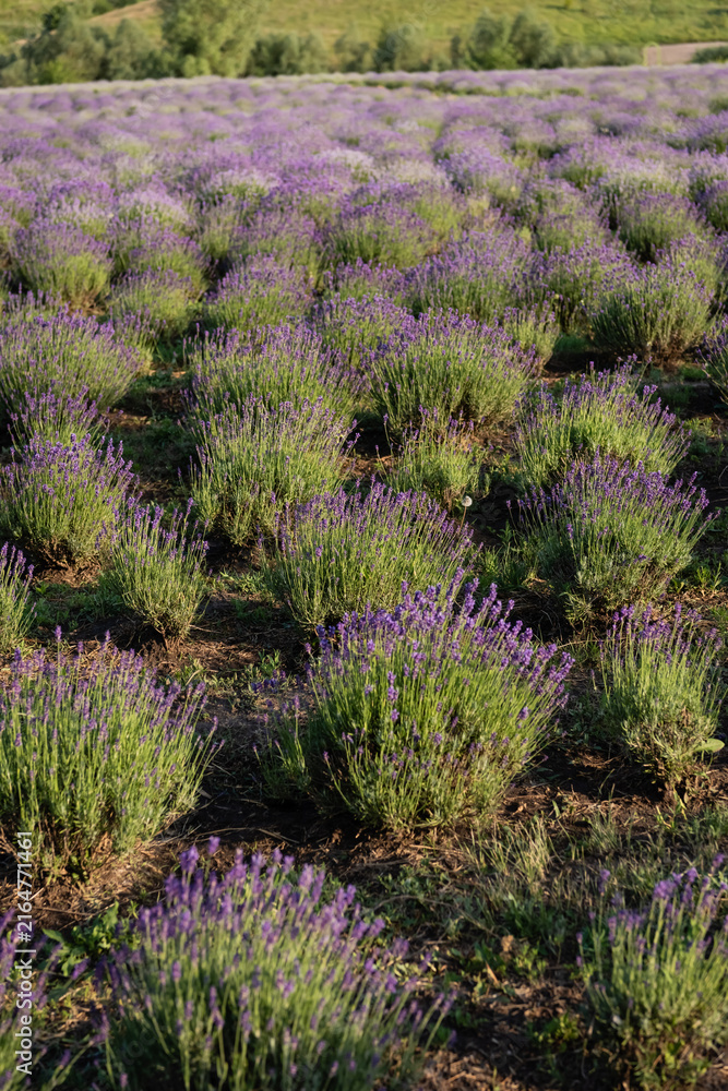 Naklejka premium Vibrant lavender flowers flourish in beautiful harmony, showcasing natures beauty