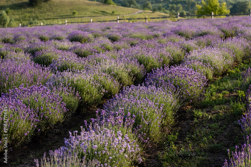 Naklejka premium A stunning view of vibrant purple lavender flowers stretching across the landscape