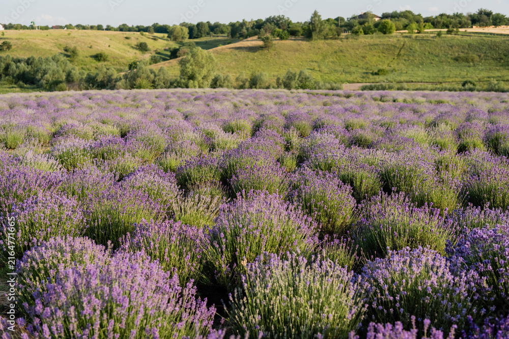 Naklejka premium Vibrant purple lavender blooms stretch endlessly across the countryside in summer