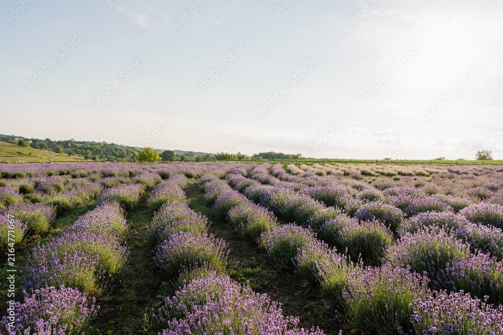 Naklejka premium Bright lavender flowers bloom in a peaceful countryside setting under a clear sky