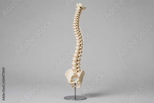 Anatomical human spine model on stand, medical education concept