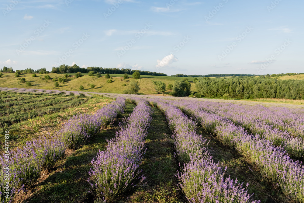 Naklejka premium A blooming lavender field stretches under a clear summer sky, embracing tranquility