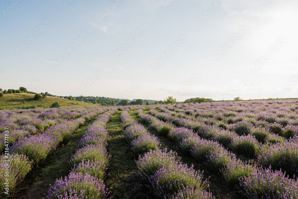 Fototapeta premium A vast landscape filled with vibrant purple lavender blossoms thrives in summer light