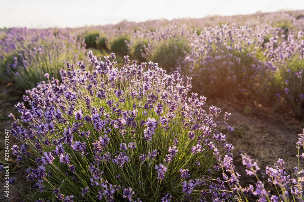 Fototapeta premium Experience the tranquility of blooming lavender fields filled with vibrant flowers