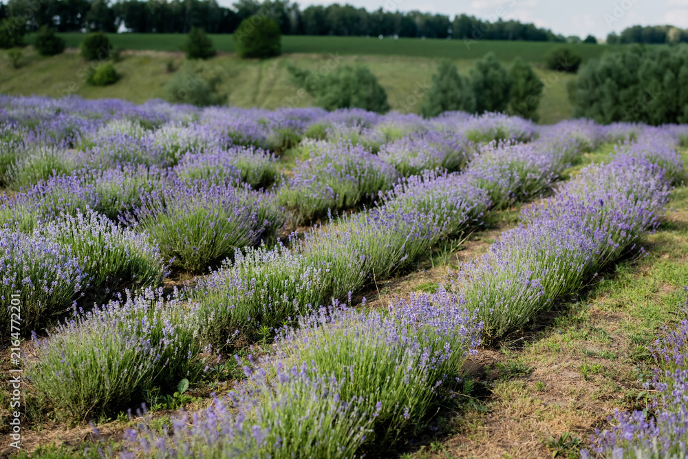 Naklejka premium A beautiful lavender field stretches under a clear summer sky, radiating tranquility