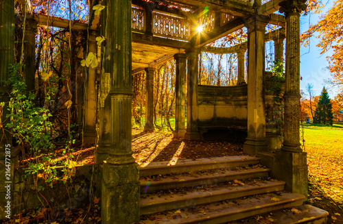 Sunlight streams through autumn leaves, casting warm golden rays