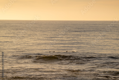 Animaux marins sauvages sur la côte de San Diego en Californie