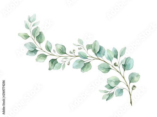 Watercolor eucalyptus branch isolated on white background for wedding invitation design