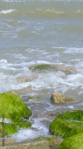 Green algae cover coastal rocks as gentle waves reach the shore. Natural marine habitat highlights coastal conservation, ecosystem balance and protection of biodiversity for future generations.
