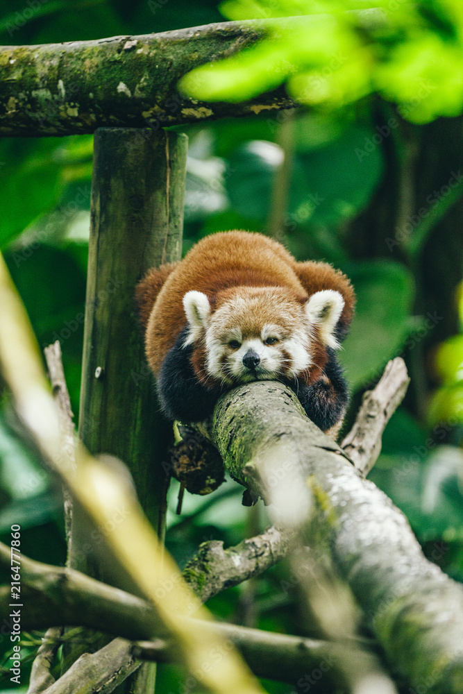 Naklejka premium Lémurien sauvage dans son environnement naturel à Madagascar