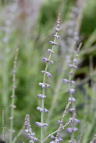 Obraz na plátně Russian sage flowers - Latin name - Perovskia atriplicifolia Lacey Blue