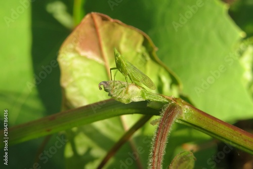 Obraz na plátne Green tiny insect on green plant background