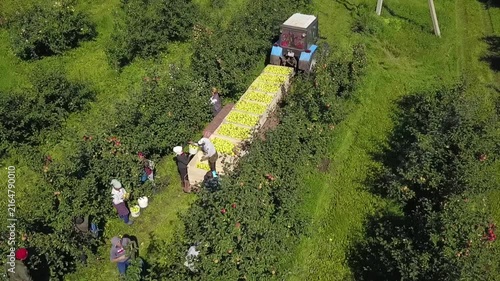 Circling shot of workers during apple harvest
