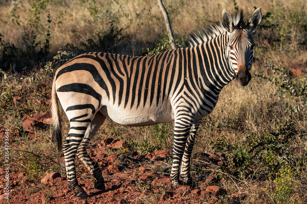 Naklejka premium Zebra standing in dry savannah grass in Namibia