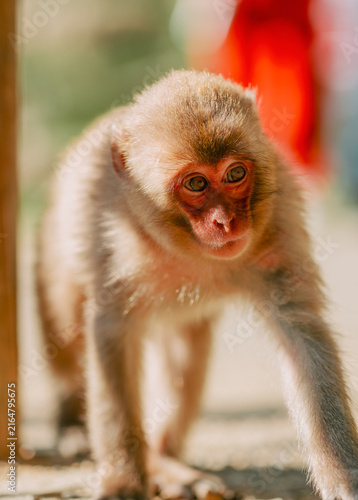 Bild auf Leinwand Snow Monkeys in Nagano, Japan
