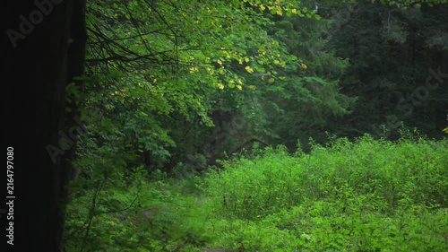 Dense pine forest with tall straight trunks