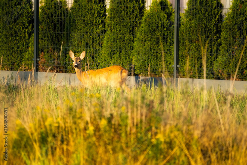 Photography Wild roe deer approaching modern residential suburban house behind fence, showin