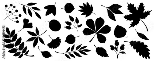 Black silhouette collection of autumn leaves from different trees. Colorful fall set with maple, oak, chestnut leaves for seasonal backgrounds, banners, patterns, posters, decorations.