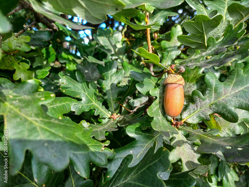 Ripe Acorn Hangs On Oak Tree