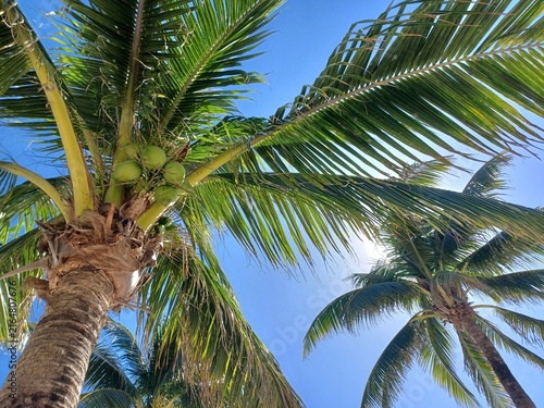 Palm Trees Against a Beautiful Blue Sky