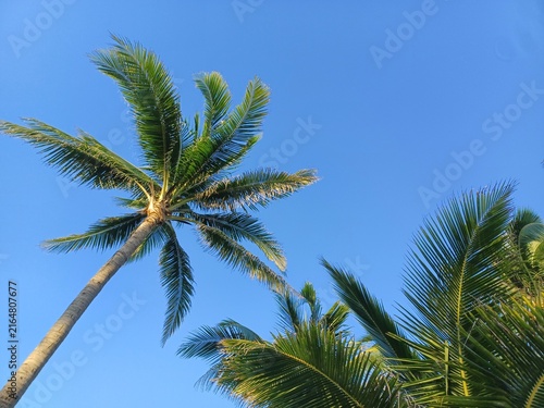 Palm Trees Against a Bright Blue Sky