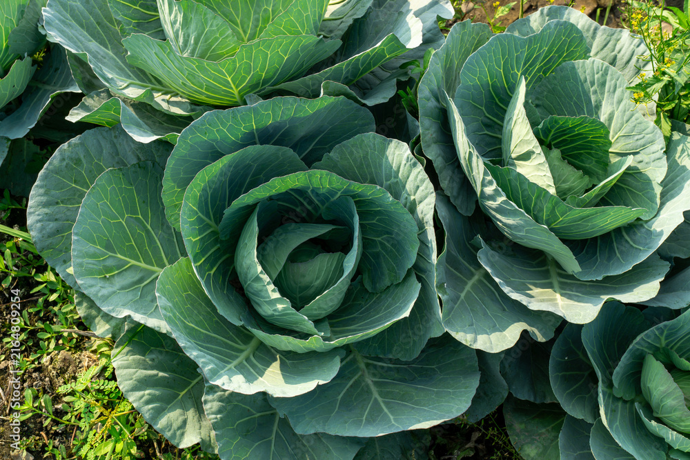Fototapeta premium High angle close up of organic green cabbage plant showing leaf rosette in farm field