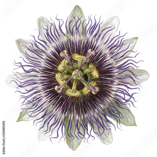 Passion flower blossom exotic botanical isolated on a transparent background for creative nature themed graphic design projects