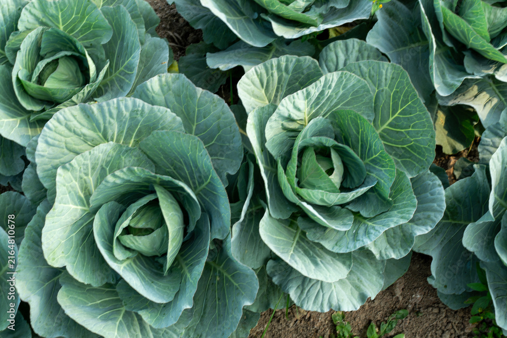 Fototapeta premium Close up top view of fresh green cabbage head growing in soil at agricultural farm in Malang East Java