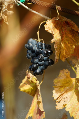 Ripe blue grapes on a branch of a vineyard during sunny autumn day. Harvest season in a rural garden, natural organic berries for wine production.