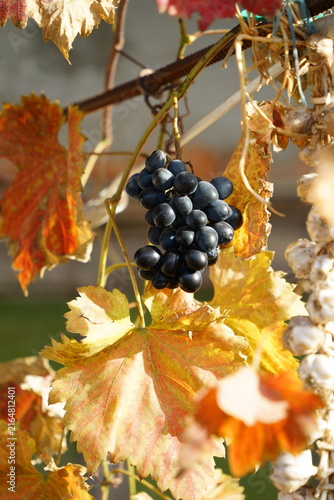 Ripe blue grapes on a branch of a vineyard during sunny autumn day. Harvest season in a rural garden, natural organic berries for wine production.