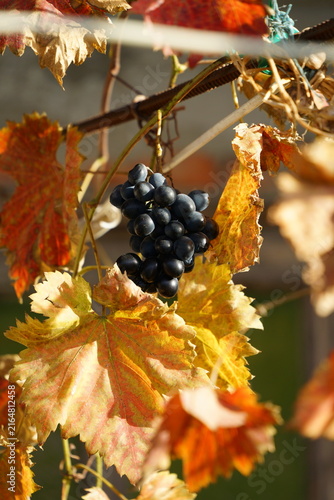 Ripe blue grapes on a branch of a vineyard during sunny autumn day. Harvest season in a rural garden, natural organic berries for wine production.
