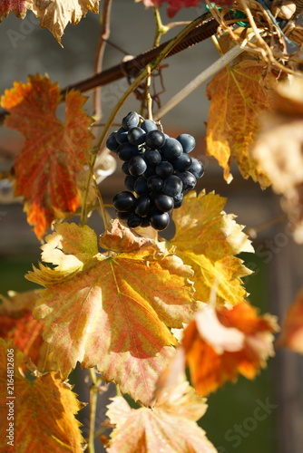 Ripe blue grapes on a branch of a vineyard during sunny autumn day. Harvest season in a rural garden, natural organic berries for wine production.