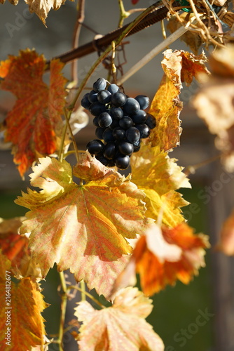 Ripe blue grapes on a branch of a vineyard during sunny autumn day. Harvest season in a rural garden, natural organic berries for wine production.
