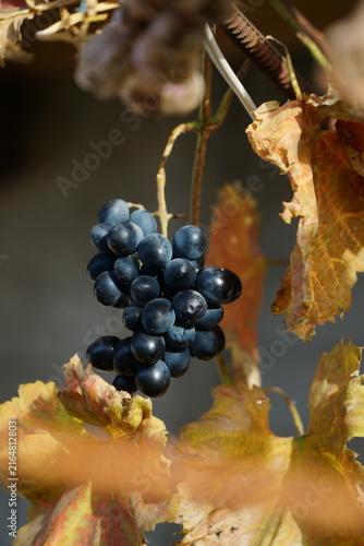 Ripe blue grapes on a branch of a vineyard during sunny autumn day. Harvest season in a rural garden, natural organic berries for wine production.