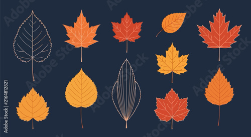 Colorful autumn leaf collection with dark background