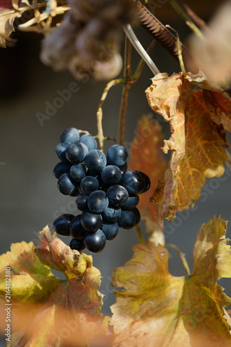 Ripe blue grapes on a branch of a vineyard during sunny autumn day. Harvest season in a rural garden, natural organic berries for wine production.