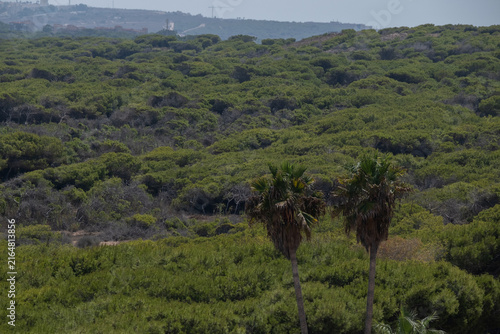 Mediterranean scrubland with palm trees in a warm coastal landscape