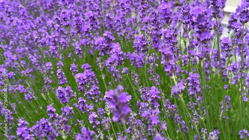 Close-up view of a honeybee pollinating vibrant purple lavender flowers blooming in a lush green field, capturing a serene moment in a sunny summer garden.