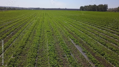 Drone flies over strawberry field rows