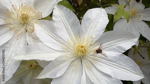 A beautiful, close-up top view of full-bloom white clematis flowers with contrasting yellow stamen centers, creating a dense and elegant natural floral pattern.