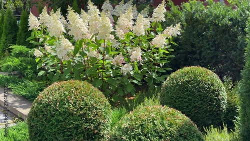 Lush, neatly landscaped backyard garden featuring spherical pruned thuja shrubs, blooming white panicled hydrangeas, and low evergreen junipers along a paved stone walkway.