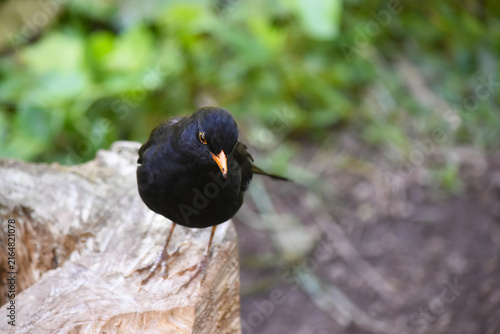 Blackbird standing on a dry stump and being curious, black bird with orange beak, front view