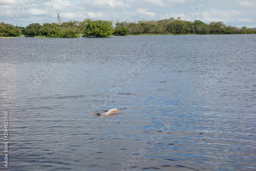 Принти на полотні Pink river dolphin emerge from surface of Rio Negro in Manaus