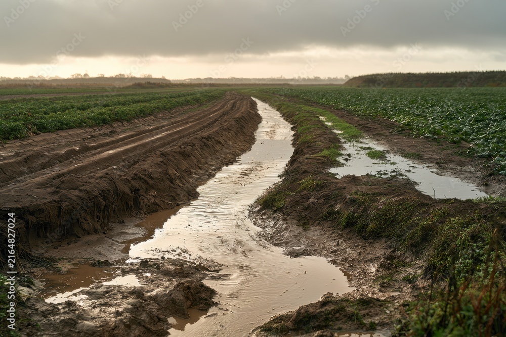 Fototapeta premium Moist farmland landscape depicting water runoff and erosion management concepts