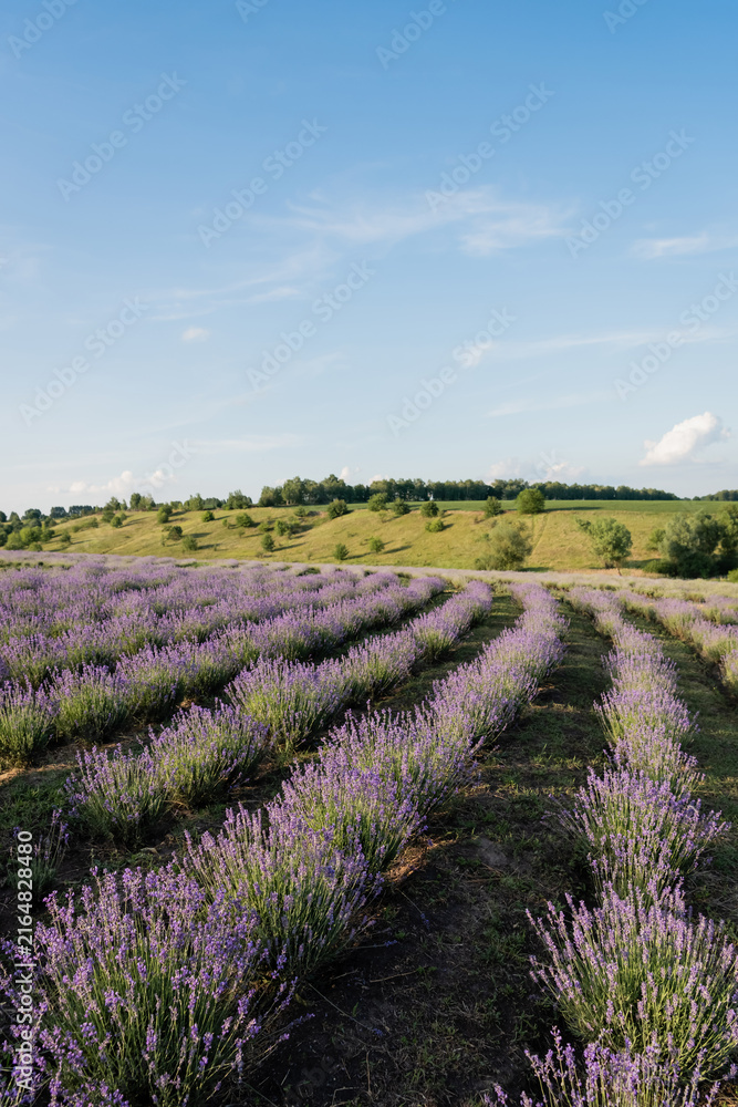 Naklejka premium A vibrant lavender field stretches under a clear blue sky in the summer sun